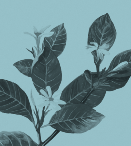 Studio brandingowe. Idea. Logo. Identyfikacja. Branding.